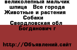 великолепный мальчик шпица - Все города Животные и растения » Собаки   . Свердловская обл.,Богданович г.
